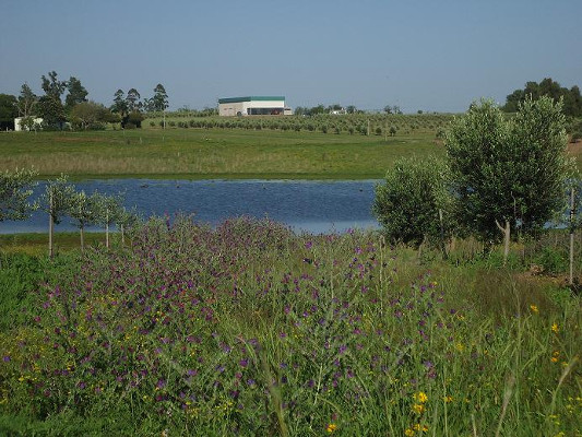 Olivares Salteños