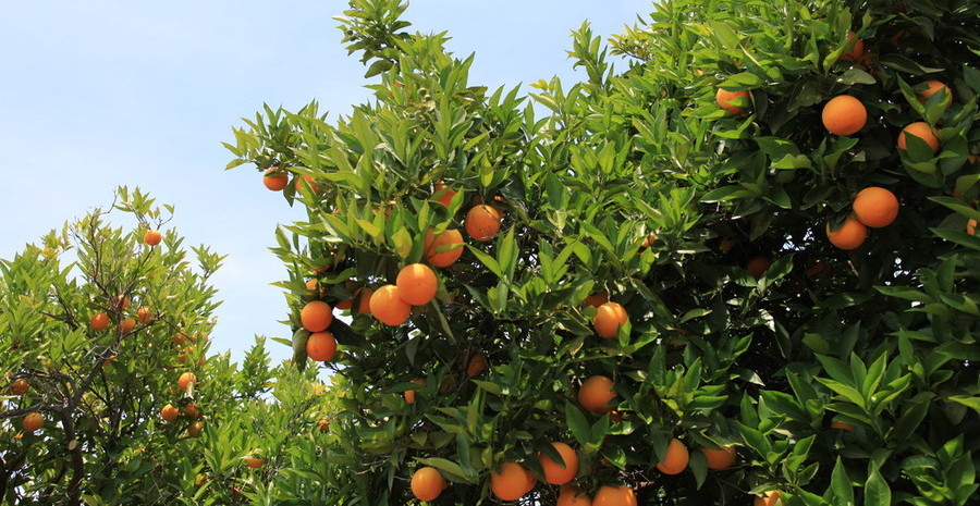 Naranjales