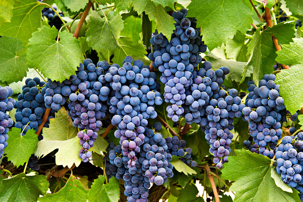 Viñedos y Bodegas 